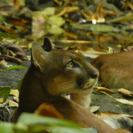 Corcovado Wilderness Lodge By Scp San Pedrillo Exterior foto